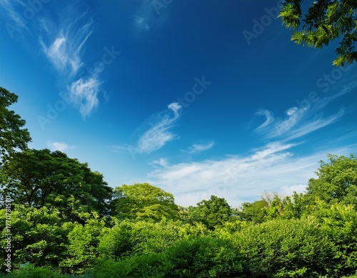 clear sky with lush greenery in the background