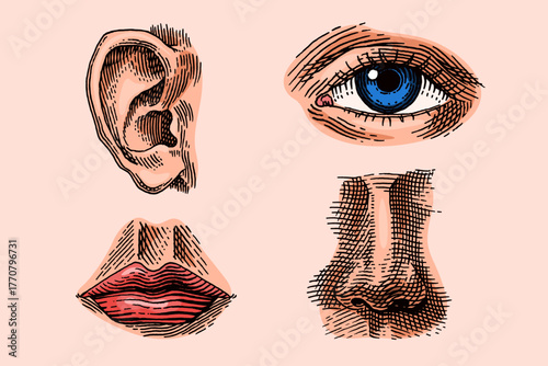 Human face parts or sensory organs set. Nose, ear, eyes, mouth and lips. Hand drawn engraved illustration for biology, anatomy, medicine.