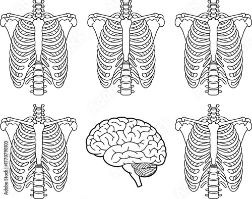 Anatomical Study A Black and White Minimalist Illustration of the Human Rib Cage and Brain