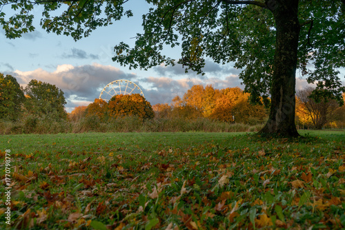 Autumn leaves in the park Europe.