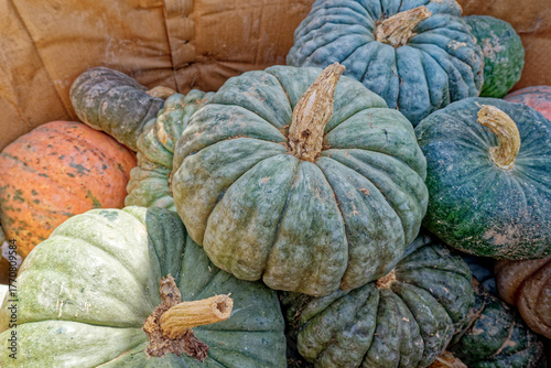 Assortment of green pumpkins closeup