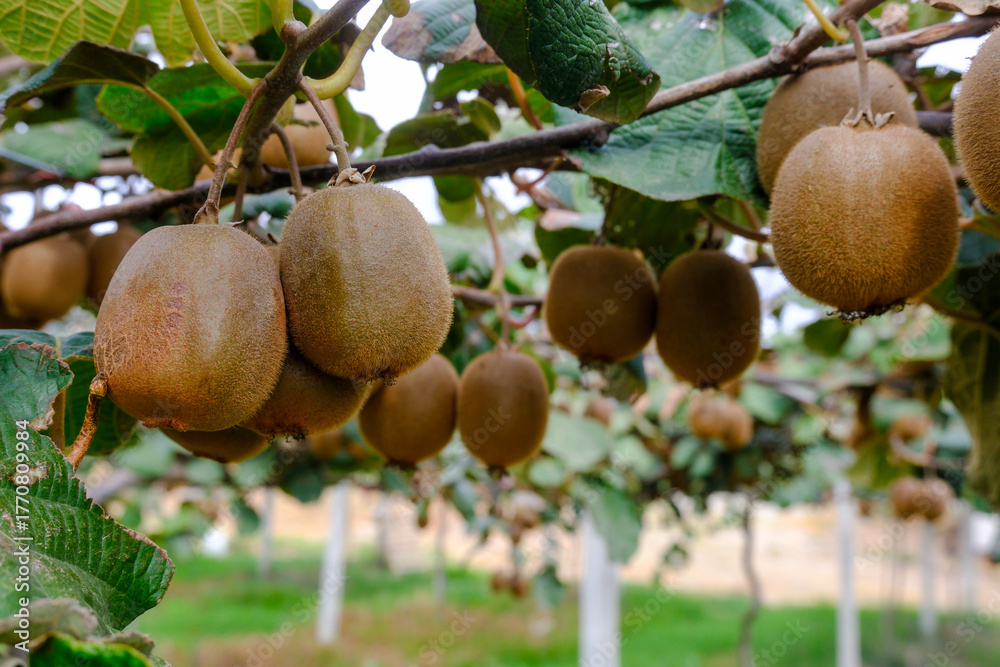Obraz premium Kiwi picking season. Kiwi on a kiwi tree plantation with with huge clusters of fruits.