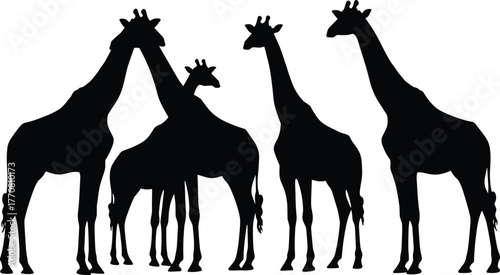 Silhouette of giraffes group standing together, wild African animals illustration, tall wildlife mammals design, nature vector art scene