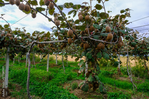 Kiwi picking season. Kiwi o...