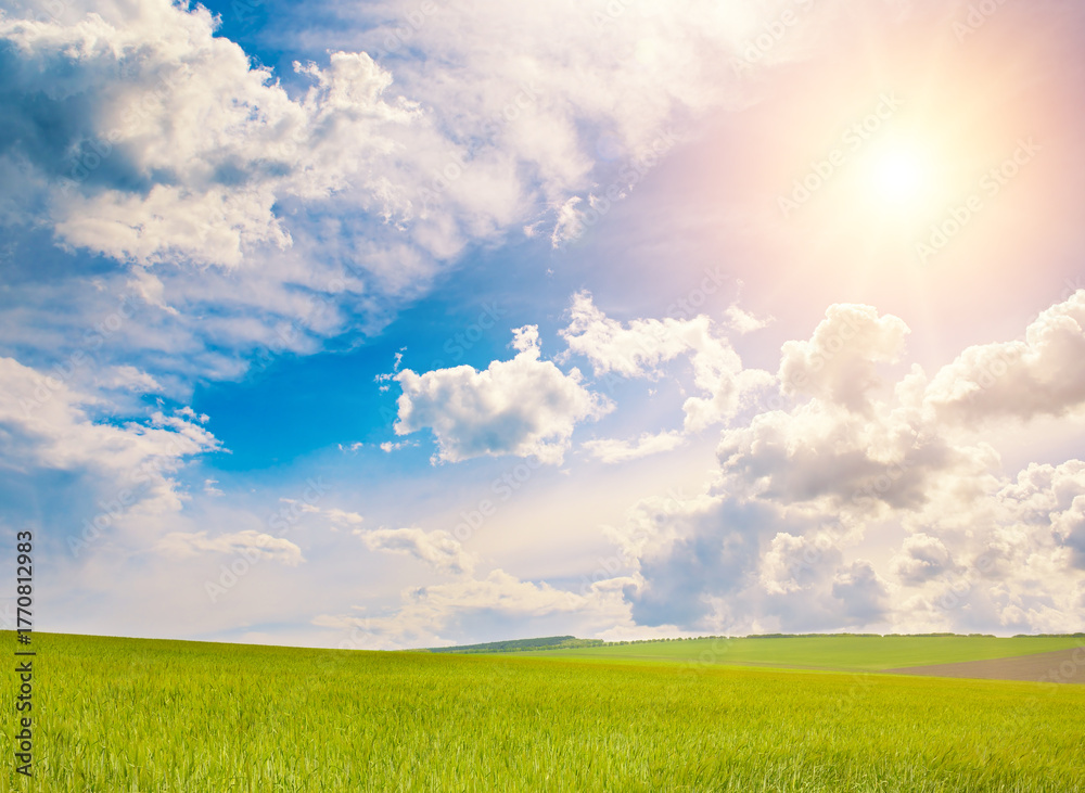 Fototapeta premium Bright midday sun in blue sky with cirrus clouds over wheat field.
