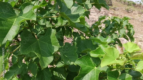 The castor bean plant is a wild annual plant and is commonly found in forests, vacant land, and coastal areas, but is also often cultivated in plantations. This plant is classified as a shrub, with si