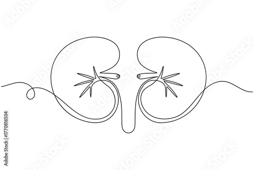 Human kidney anatomy continuous one line drawing on white background minimalist internal organ outline vector illustration