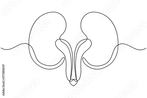 Human kidney anatomy continuous one line drawing on white background minimalist internal organ outline vector illustration