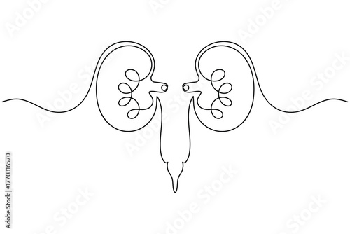 Human kidney anatomy continuous one line drawing on white background minimalist internal organ outline vector illustration