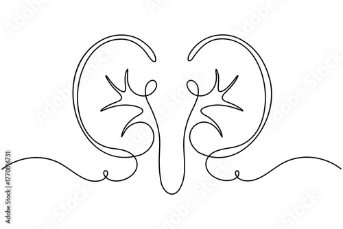 Human kidney anatomy continuous one line drawing on white background minimalist internal organ outline vector illustration
