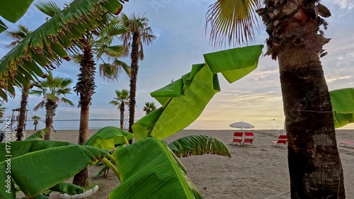 Decorative banana plant growing on a sandy beach at sunset. Tropical seaside scene with warm golden light and exotic vegetation near the coast.