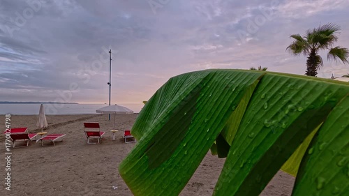 Decorative banana plant growing on a sandy beach at sunset. Tropical seaside scene with warm golden light and exotic vegetation near the coast.