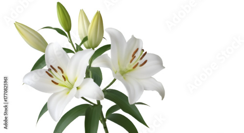 Close up studio shot of elegant white easter lilies with buds against a stark black background