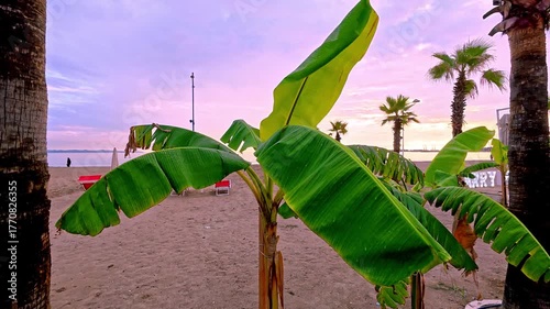 Decorative banana plant growing on a sandy beach at sunset. Tropical seaside scene with warm golden light and exotic vegetation near the coast.