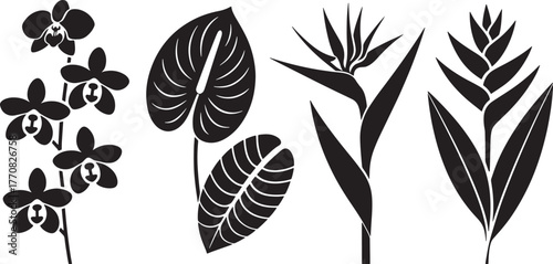 Black silhouette floral collection orchid anthurium bird of paradise aloe vera flower