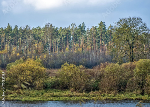 Autumn Pine Tree Forest - The calm water of a river runs past a shoreline dominated by dark pine trees and lighter bushes, illustrating the seasonal transition from green to yellow.