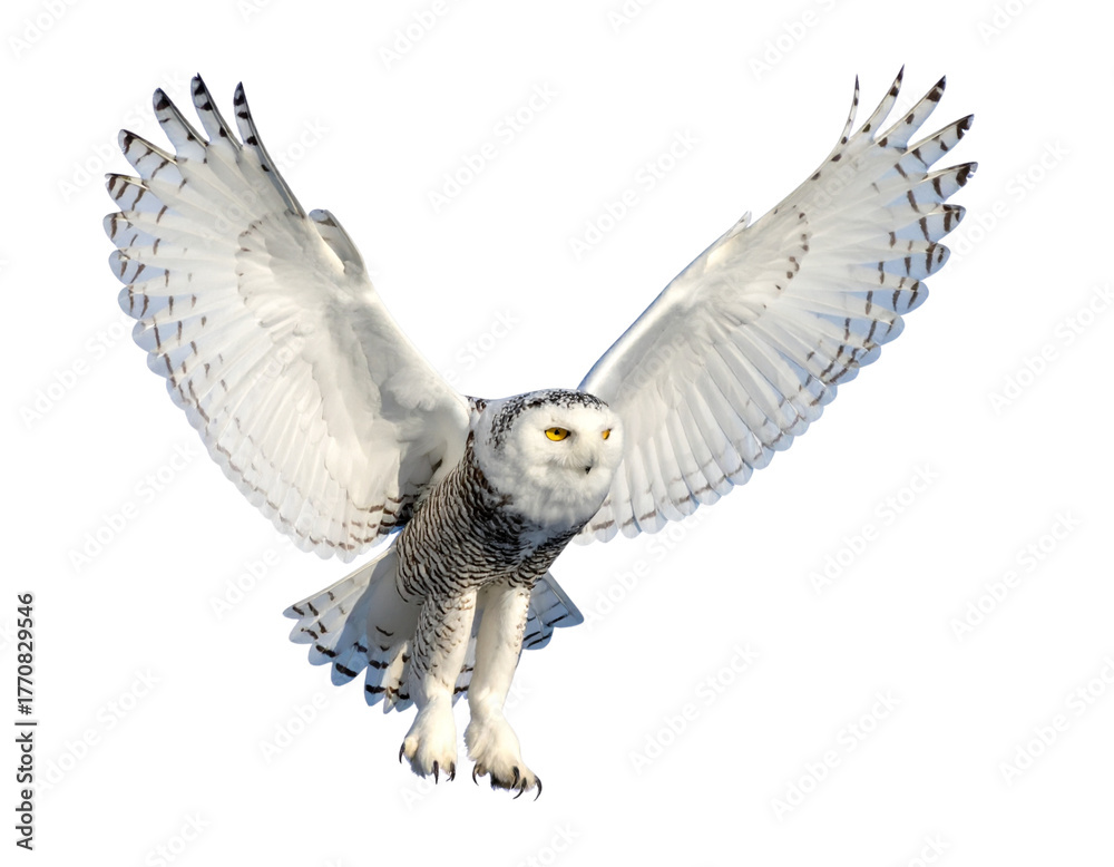 Fototapeta premium Snowy Owl in Flight with Outstretched Wings – Transparent Background PNG