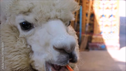 Footage of hungry white cute alpaca (Lama pacos) eating a carrot stick from people hand, is a species of South American camelid mammal