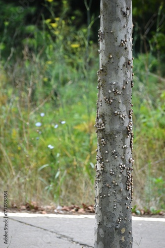 small snails on tree bark