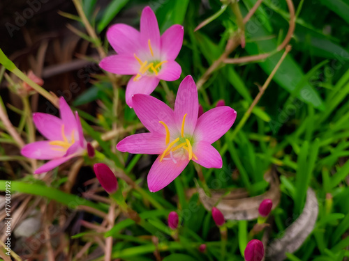 Pink crocus flowers blooming in garden, nature photography, floral wallpaper 