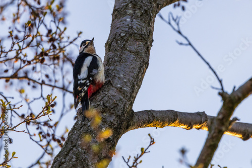 Wallpaper Mural Great spotted woodpecker on the branch Torontodigital.ca