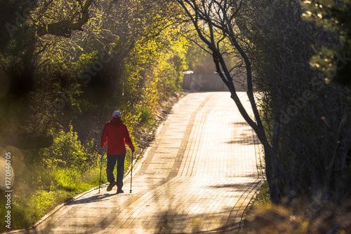 Wallpaper Mural Nordic walking through the woods Torontodigital.ca