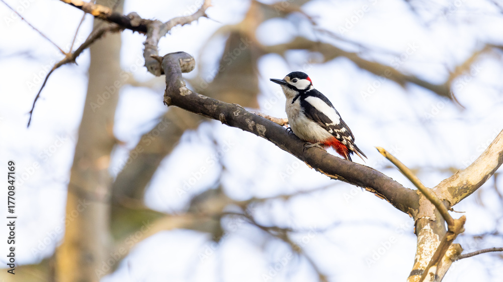 Naklejka premium Great spotted woodpecker on the branch