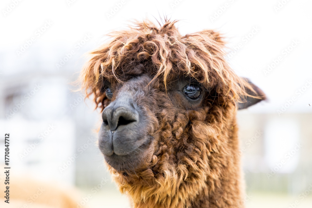 Obraz premium close up of a llama