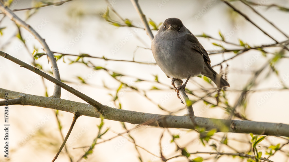 custom made wallpaper toronto digitalBrown Warbler