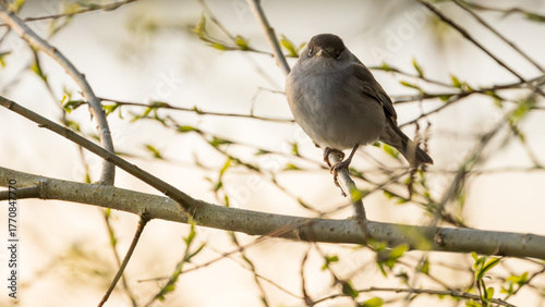 Wallpaper Mural Brown Warbler Torontodigital.ca
