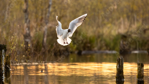 Wallpaper Mural seagull in flight Torontodigital.ca