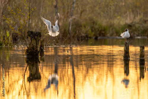 Wallpaper Mural seagulls on the lake Torontodigital.ca