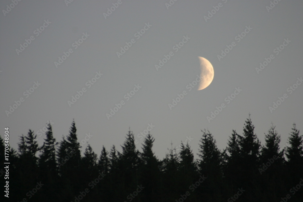 Obraz premium A serene twilight sky embraces a half moon glowing softly above a dark line of pine trees. The calm atmosphere blends nature’s stillness with the gentle light of dusk, evoking peace and wonder.