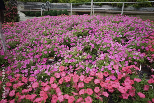 Wallpaper Mural Commercial Nursery Bed with Pink and Magenta Petunia Varieties in Mass Torontodigital.ca