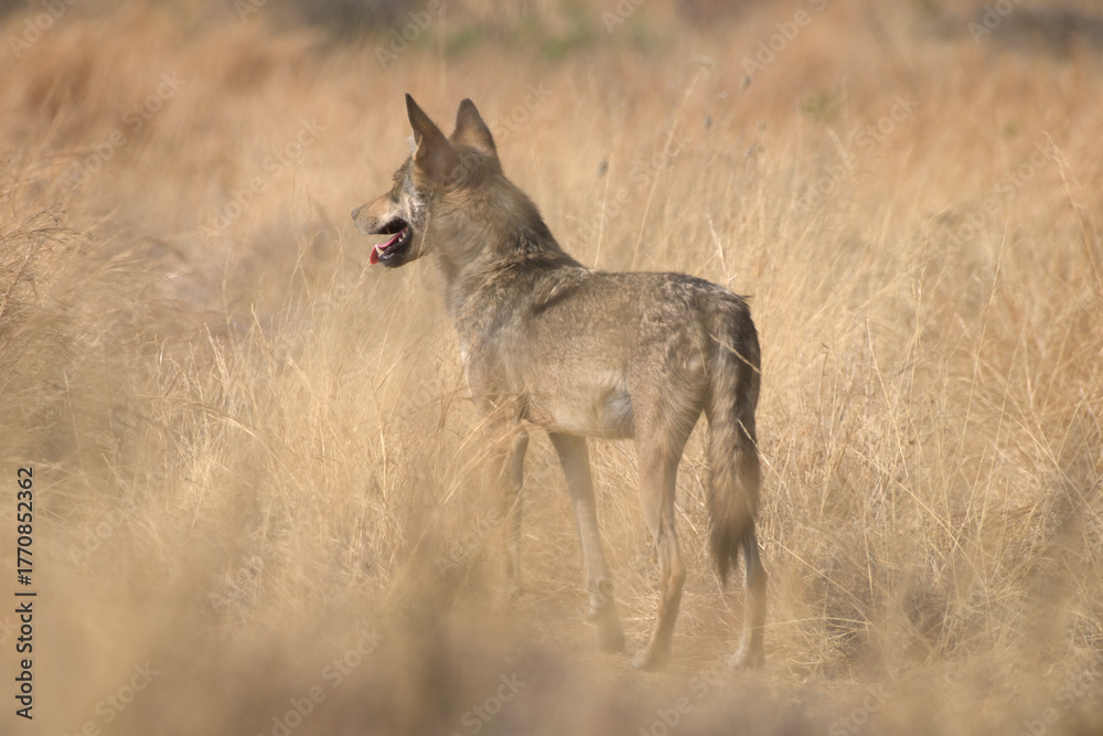 Fototapeta premium Indian grey wolf standing in tall dry grass at Bhigwan in Maharashtra, India