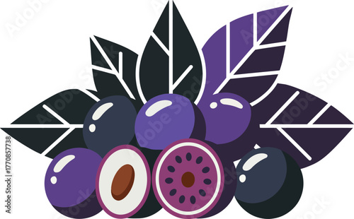 Acai Berries with Dark Leaves Fresh Organic Superfood Fruit Vector Illustration