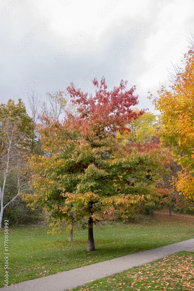 Fototapeta premium The colors of fall in Downtown, Toronto