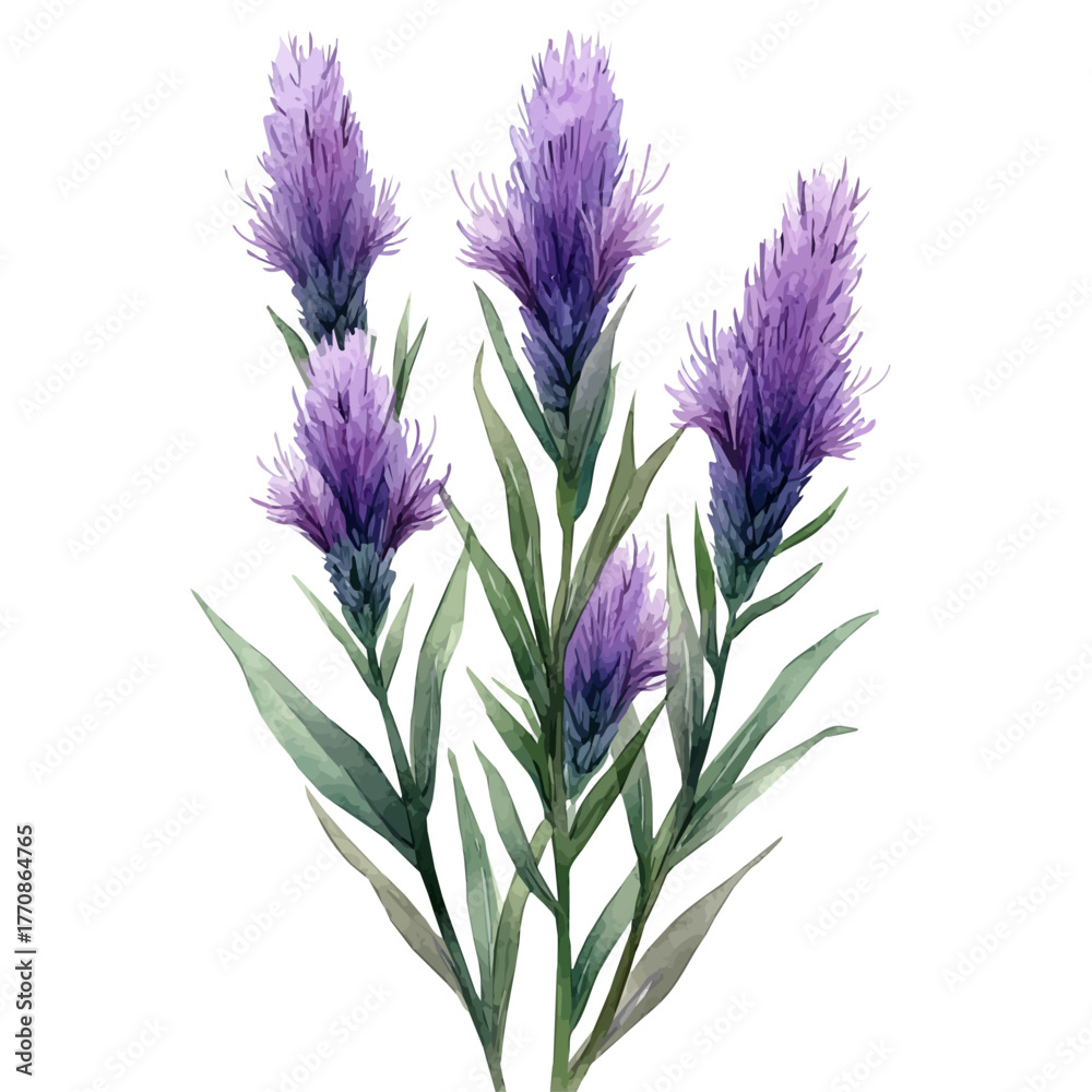 Fototapeta premium Liatris Flower, watercolor illustration vector, isolated on a white background.