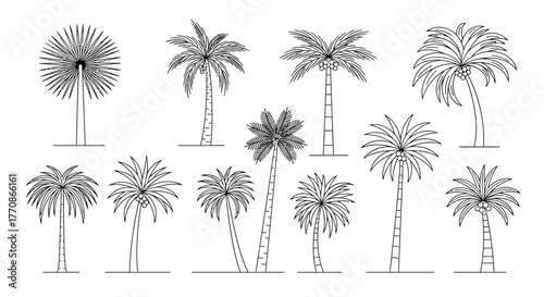 Detailed line art illustration of various palm tree species on white background.