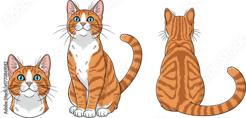 Orange tabby cat front and back view with white markings, blue eyes, curled tail, cute pet animal illustration vector