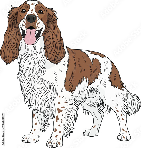 French Spaniel dog standing happy panting vector illustration