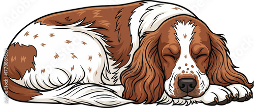 French Spaniel dog curled up sleeping vector illustration