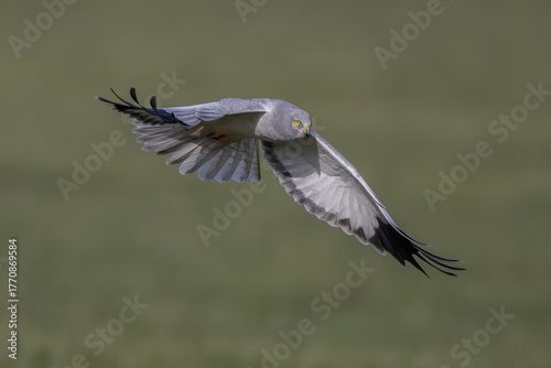 Hen harrier (Circus cyaneus), male