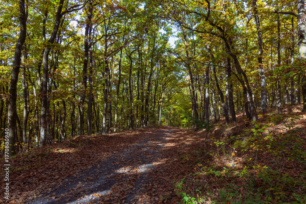 Fototapeta premium Forest autumn colorful landscape. Trees and paths with colorful leaves