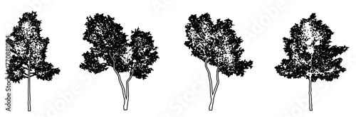 Set or collection of Green Ash trees as black line drawing silhouette on white background. Concept or conceptual vector for nature, planet, ecology conservation, strength, endurance and  beauty