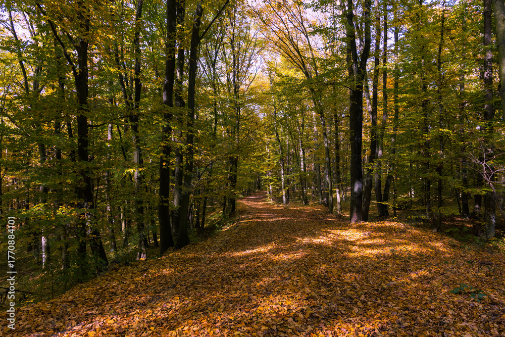 Obraz premium Forest autumn colorful landscape. Trees and paths with colorful leaves