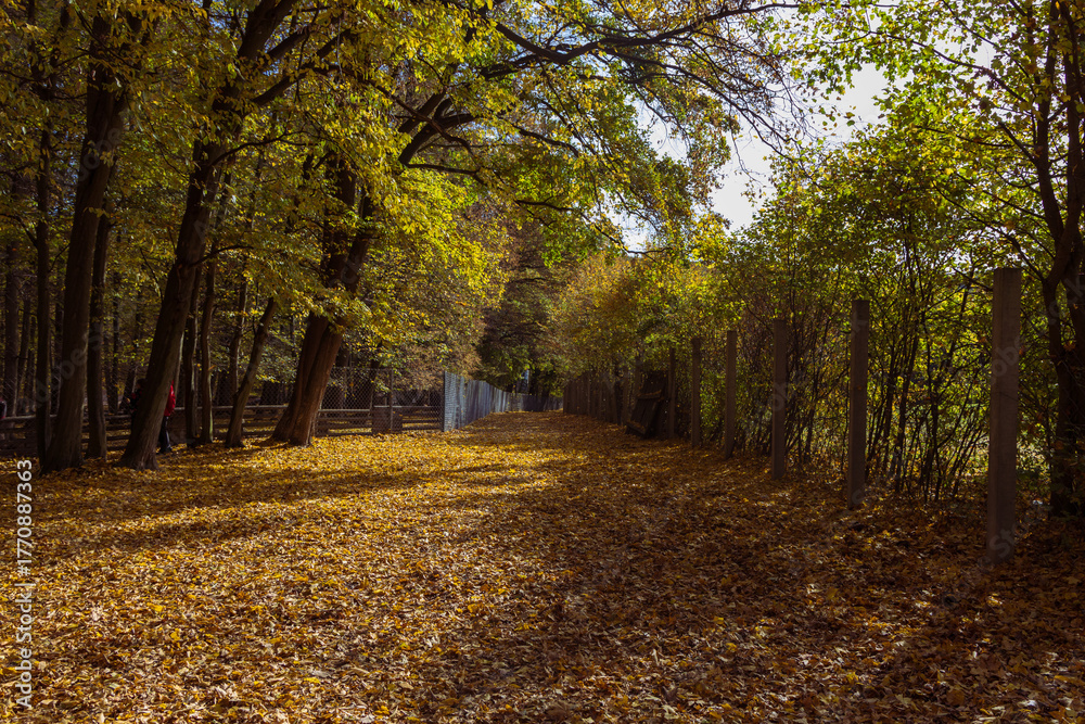 Obraz premium Forest autumn colorful landscape. Trees and paths with colorful leaves