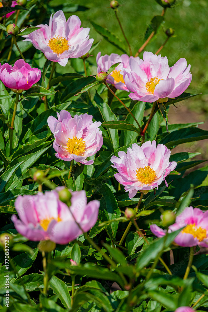 Fototapeta premium Pink and yellow blooms flourish amid green leaves in bright daylight