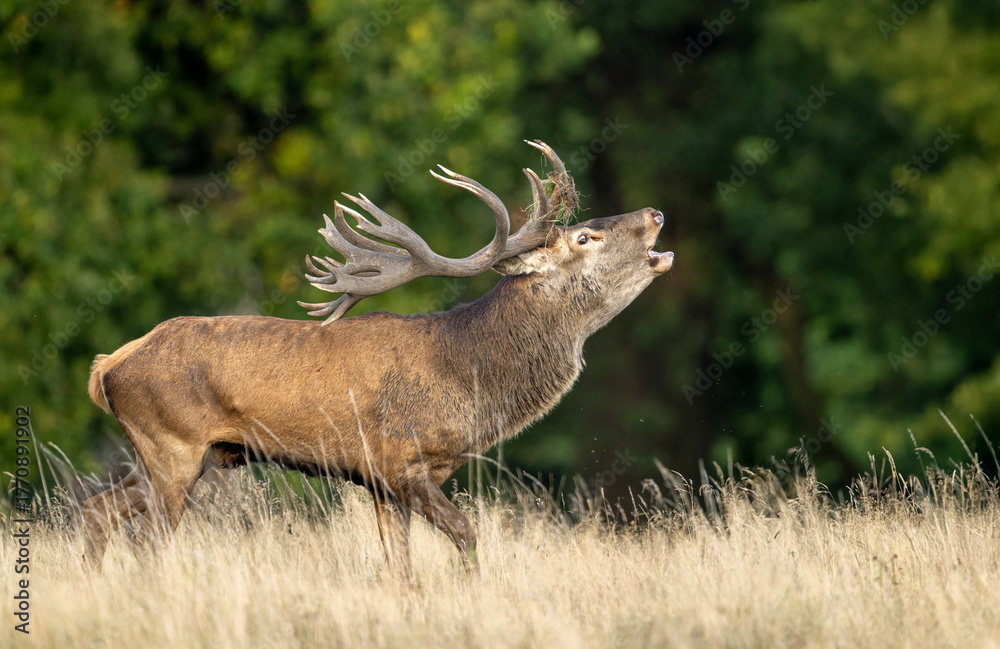 Fototapeta premium Deer male buck ( Cervus elaphus ) during rut