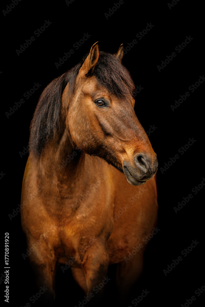 Obraz premium Elegant Hucul horse with dark bay coat and thick mane standing against a black background